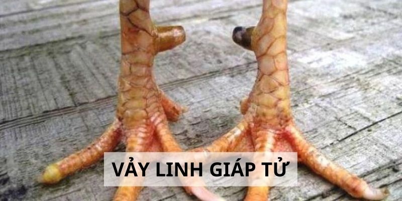 Vảy Linh Giáp Tử - 3 Tiêu Chí Đánh Giá Sức Mạnh Gà Chiến 2 Vảy Linh Giáp Tử - 3 Tiêu Chí Đánh Giá Sức Mạnh Gà Chiến