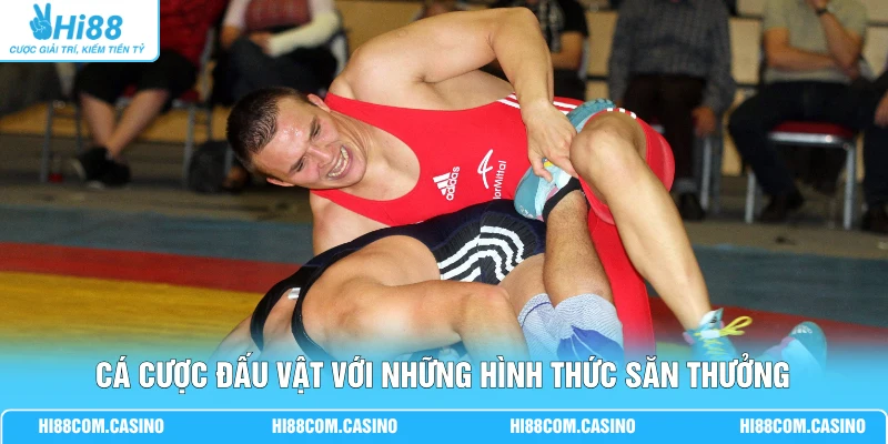 Cá Cược Đấu Vật - 3 Phút Thắng Đậm Nhận Về Thưởng Lớn 2 Cá cược đấu vật với những hình thức săn thưởng