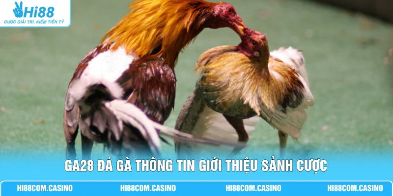 GA28 Đá Gà - Xem Chọi Kê Hấp Dẫn Với Chất Lượng Full 4K 1 GA28 đá gà thông tin giới thiệu sảnh cược